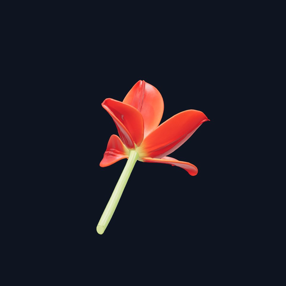 Tulipa Red Flower Vibrant Petals model pack